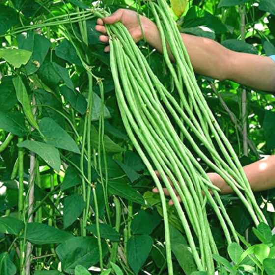 Fresh Long Beans 500gm