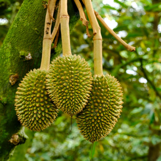 Fresh Durian 1kg