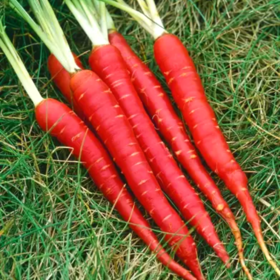 Fresh Gajar(Carrots) 250gm